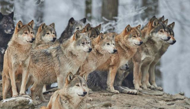26岁小伙养300匹狼 被称“狼王”